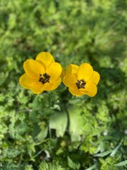 Obraz premium yellow flowers