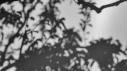 The shadow of a tree sways on a white background