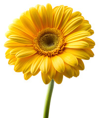 Naklejka premium yellow gerber daisy generative ai