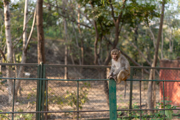 Rhesus Macaque Monkey Sitting on Fence in Natural Habitat, Agra, India