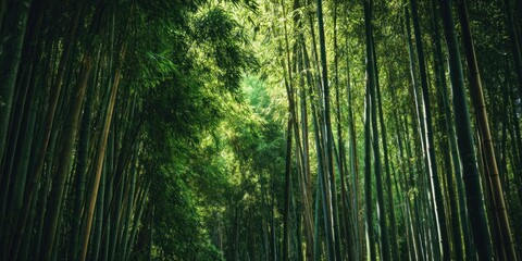 Fototapeta premium Dense Bamboo Forest with Sunlight