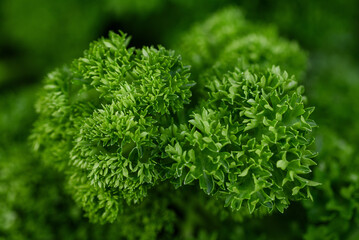Curly Parsley