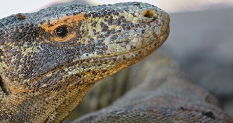 Close up portrait of Komodo dragon, or Varanus Komodoensis resting, textured skin and powerful jaws, highlighting the unique features of this impressive reptile. Komodo National Park, Rinca island