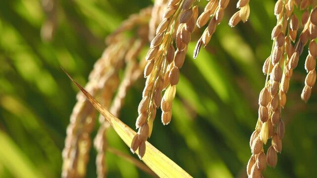 風に揺れる稲穂 5倍スローモーション