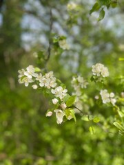 blossoming apple tree