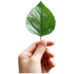 Hand holding green leaf nature close-up organic environment focused view sustainable concept