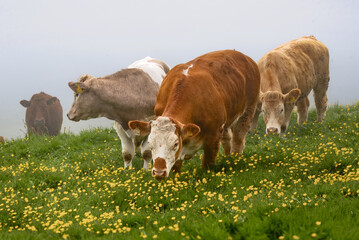 A small herd of cattle grazes peacefully in a field of lush green grass dotted with numerous small...