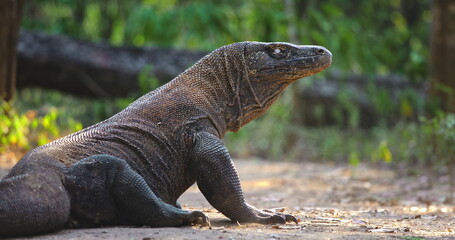 Komodo dragon or Varanus Komodoensis rest in jungle forest, basking in warm sunlight with impressive scales and powerful presence. Wild animals natural habitat. Indonesia, Rinca island national park