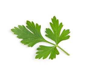 Fresh parsley leaves on white background