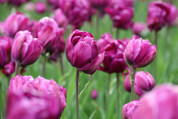Purple tulip flowers with water drops, spring background. Field of blooming tulips during rain