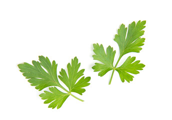 Fresh parsley leaves on white background