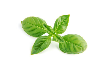 Fresh green basil leaves, isolated on white background.