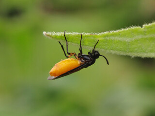 Large rose sawfly (Arge pagana), female sheltering from rain under a leaf