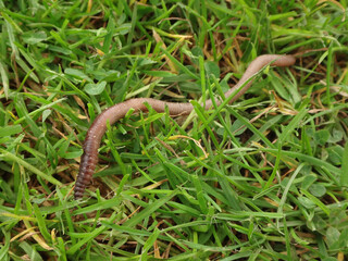 Earthworm (Lumbricidae sp.) in trimmed grass