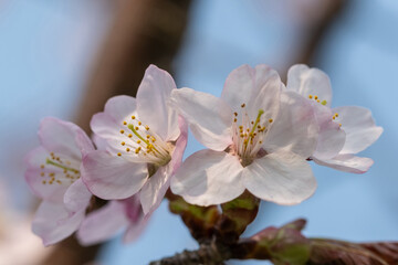 エゾヤマザクラのクローズアップ