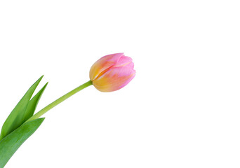 Pink tulip flower isolated on white background