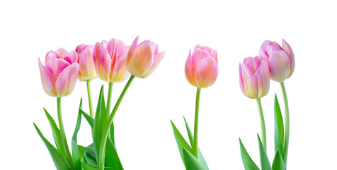 Pink tulips on white background.