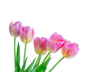 Pink tulip flower isolated on white background