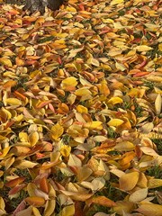 fallen autumn leaves