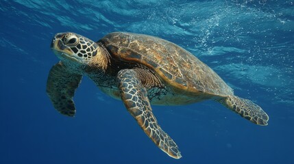 Endangered Hawaiian Green Sea Turtle gliding through ocean waters, a serene glimpse of marine conservation in action
