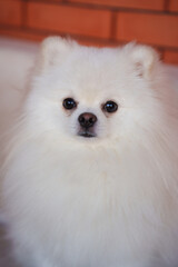 A cute white puppy of the Spitz breed.