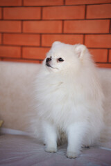 A cute white puppy of the Spitz breed.