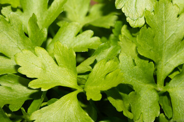 Close up of flat leaf parsley herb ready to use in cooking