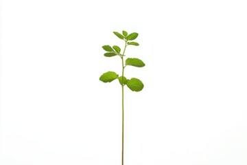 A single sprig of vibrant green herb against a stark white backdrop
