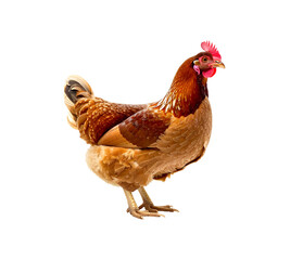 Hen standing isolated on transparent background.