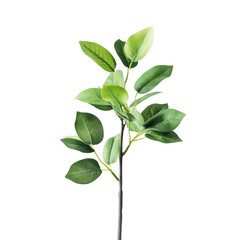Fototapeta premium Lush green leaves on a stem