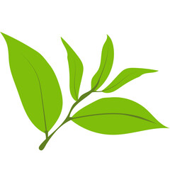 Green Tea Leaves