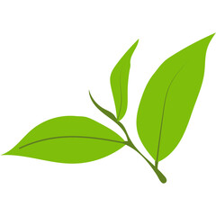 Green Tea Leaves