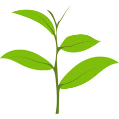 Green Tea Leaves