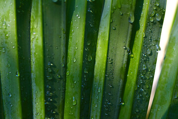 Gouttes d'eau de pluie sur palmier