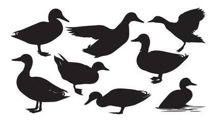 Duck Silhouettes 8 Black  White Images