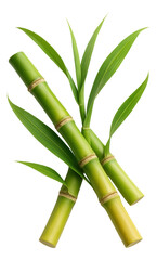 Fototapeta premium Three vibrant green bamboo stalks with lush leaves arranged diagonally on transparent background.