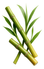 Fototapeta premium Three fresh green bamboo stalks with lush leaves arranged in a crisscross pattern on transparent background.