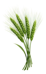 A cluster of fresh green wheat stalks showcasing detailed grains and slender leaves on transparent background.