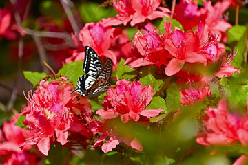 ヤマツツジの花にとまったナミアゲハ
