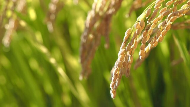 風に揺れる稲穂 5倍スローモーション