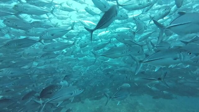 A huge school of large fish underwater. A school of large jackfish circles in clear transparent water.