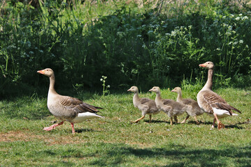 Graugänse mit Gösseln auf einer Wiese
