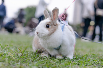 A cute domestic rabbit sits calmly on a lush green lawn, surrounded by soft sunlight and natural scenery. Its fur appears fluffy and clean, highlighting the gentle and peaceful nature of pet rabbits