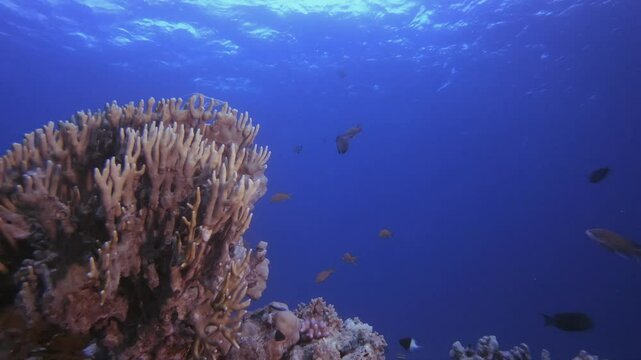 Blue Sea Water Fire Corals. Underwater colourful sea fish. Tropical reef marine. Corals tropical life. Coral garden seascape. Blue water background.