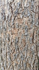 Rough brown texture of old pine tree bark shows a natural abstract pattern in the forest