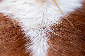 Rich textures and colors of a horse's coat reveal nature's artistry in detail