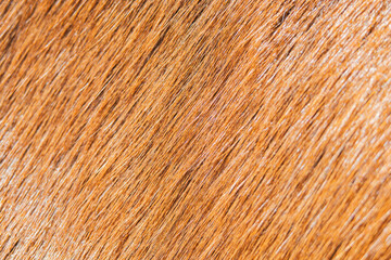 Stunning close-up of golden strands showcasing nature's intricate beauty and texture