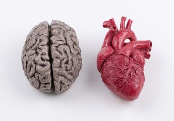 Realistic models of a brain and heart displayed on a white surface.