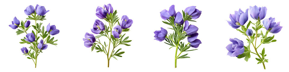 Vibrant purple flowers with lush green leaves, showcasing intricate detailing and graceful silhouettes, perfect for decorative projects, natural themes, and botanical illustrations