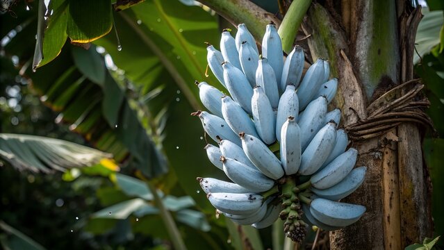 Blue Java Bananas Growing on Tree in Tropical Sunlight &ndash; Clustered Outdoor Image